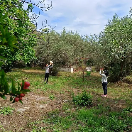 Tatil Evi Maison Des Oliviers *